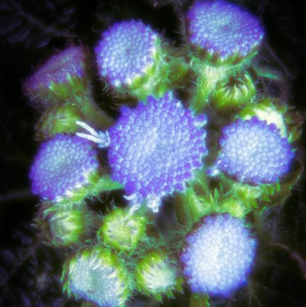 580 Purple Buds copy 3