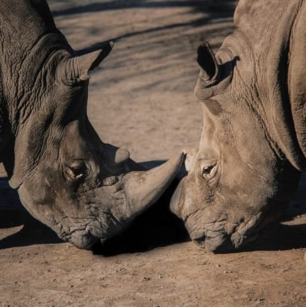 710 Rhinos Locking Horns V2 copy 4
